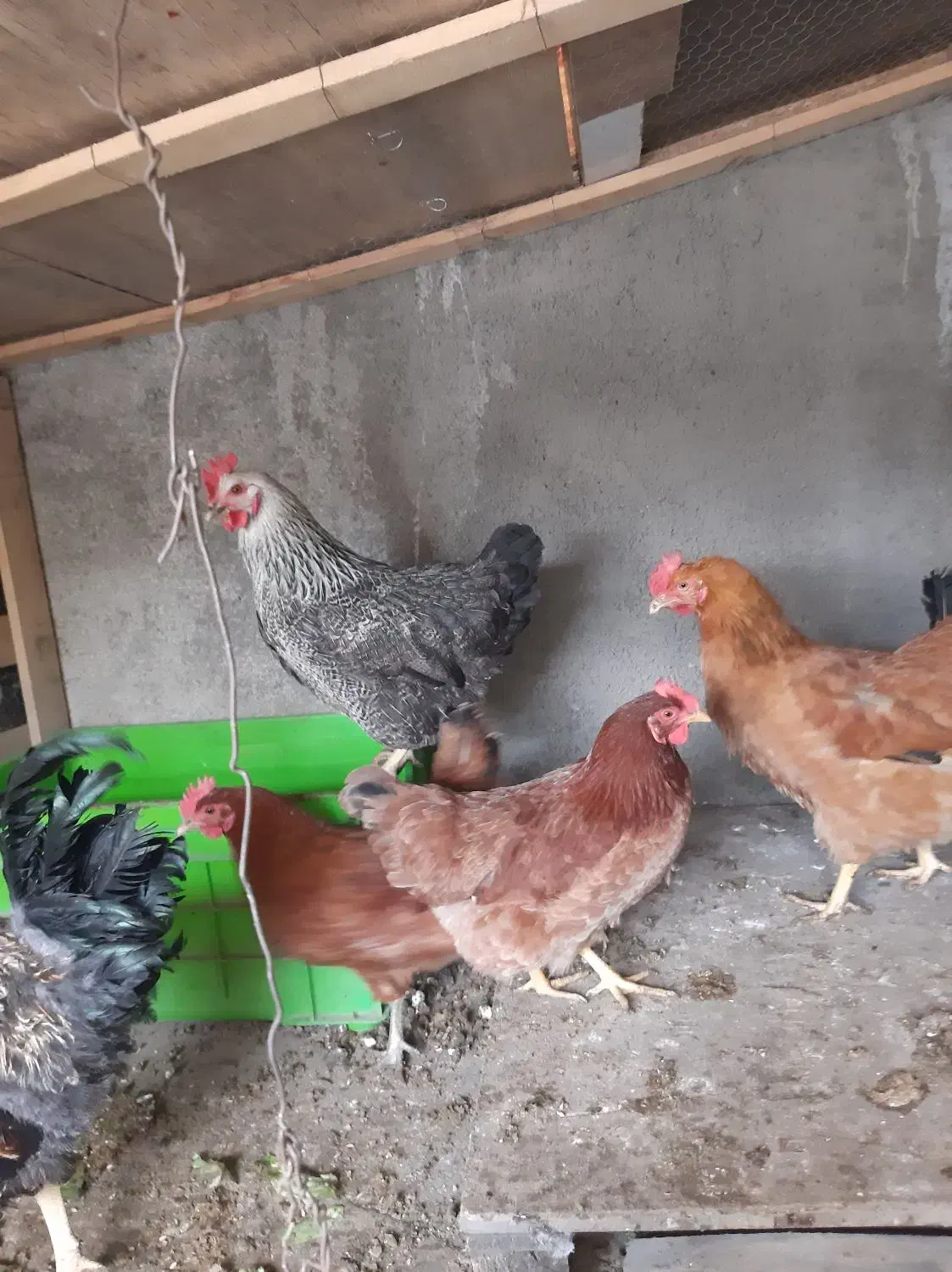 مرغ خروس|حیوانات مزرعه|رباطکریم, نصیرشهر|دیوار