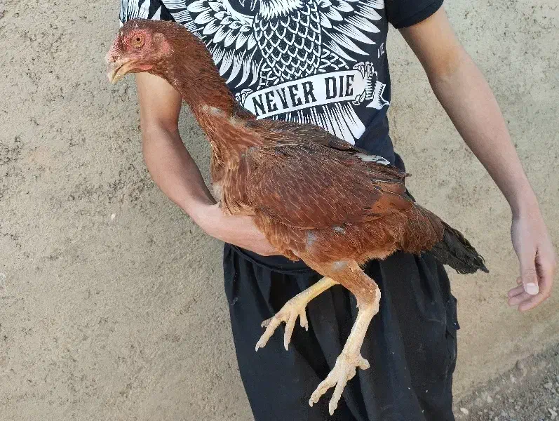 مرغ لاری|حیوانات مزرعه|کبودرآهنگ, |دیوار