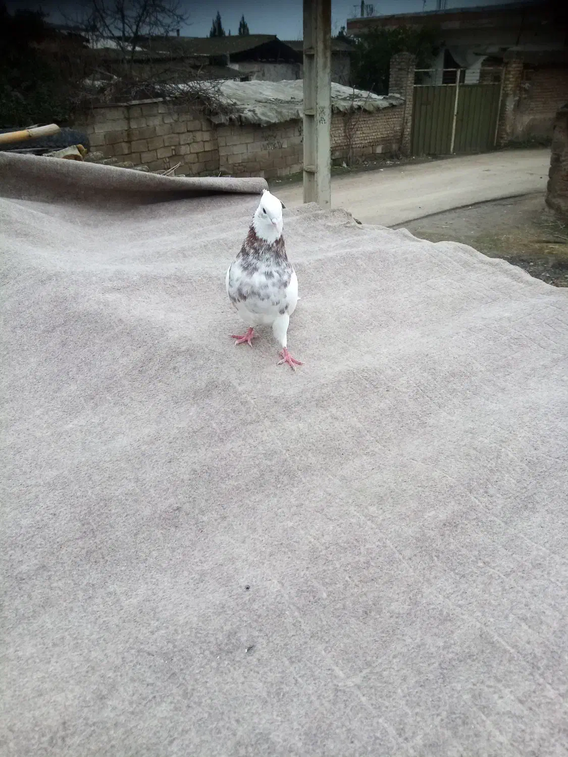 طوقی کرمانشاهی|پرنده|خان ببین, |دیوار