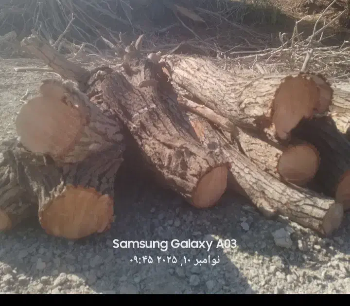 خریدار چوب های مصالحی، ضایعاتی،|خدمات باغبانی و درختکاری|مبارکه, |دیوار