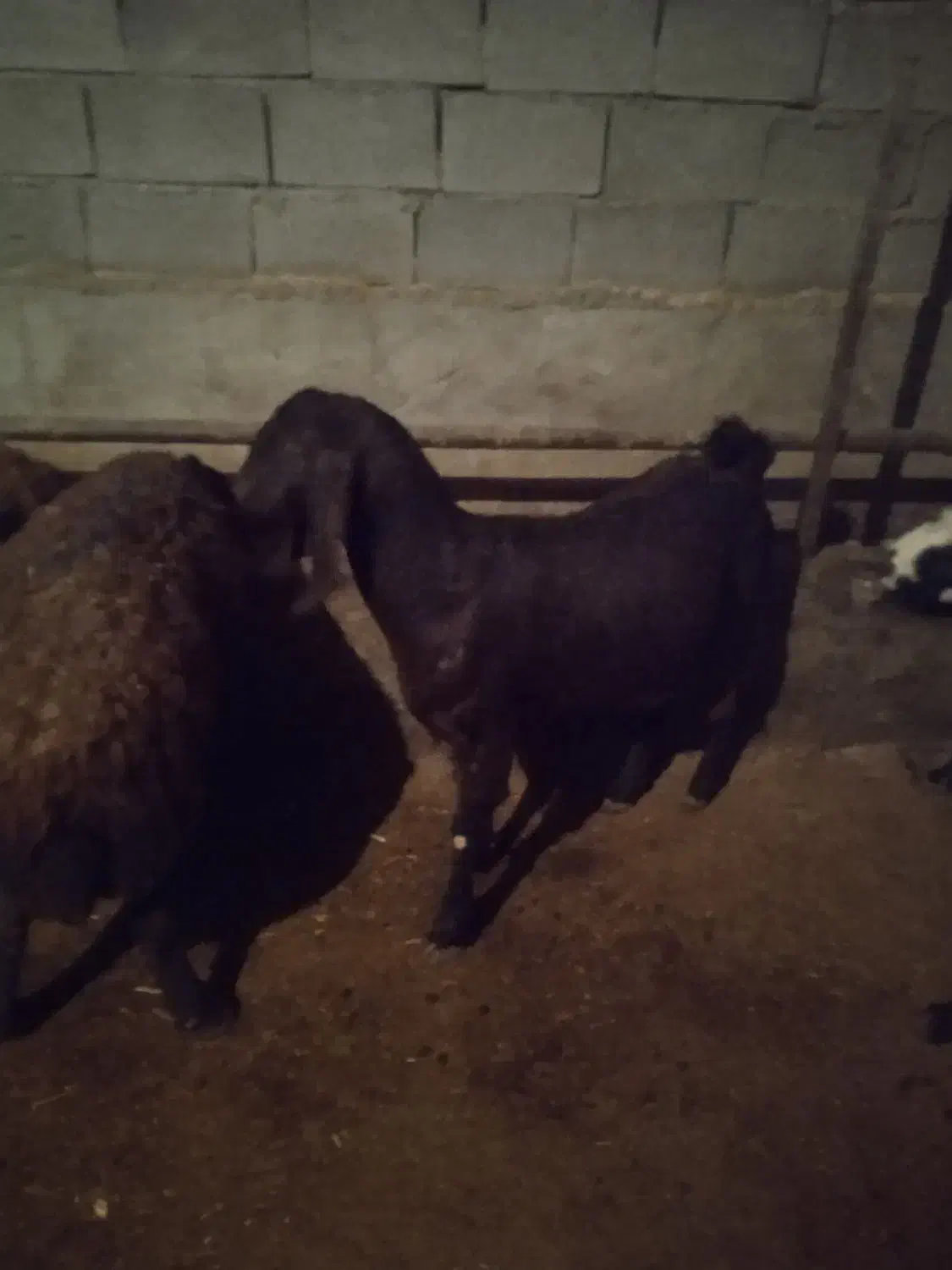 یک عدد بر جوان|حیوانات مزرعه|سراب, |دیوار