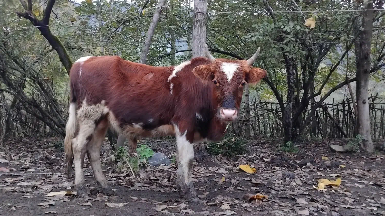 فروش کل ورزا محلی|حیوانات مزرعه|املش, |دیوار