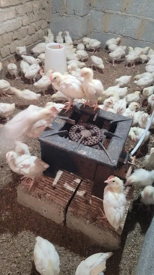 جوجه تخم گذار|حیوانات مزرعه|انبارآلوم, |دیوار