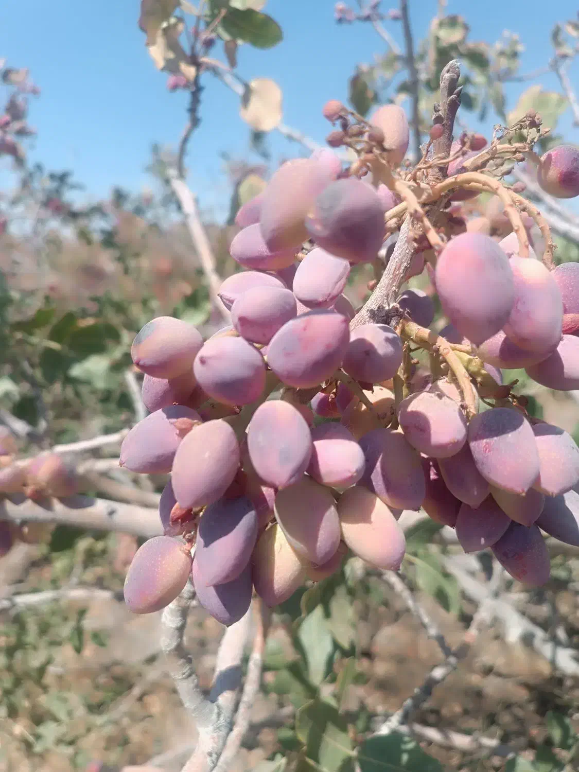 فروش ۱۰۰۰ متری|فروش دفتر صنعتی، کشاورزی، تجاری|زرند, |دیوار