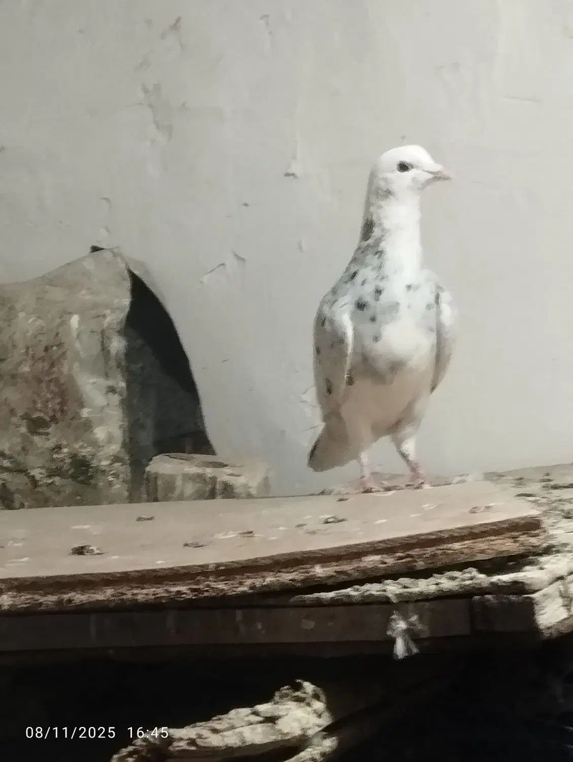 کفتر شازده هفت رنگ جون به شرط پرش کفتر بوم|پرنده|تربت‌حیدریه, بالا ولایت|دیوار