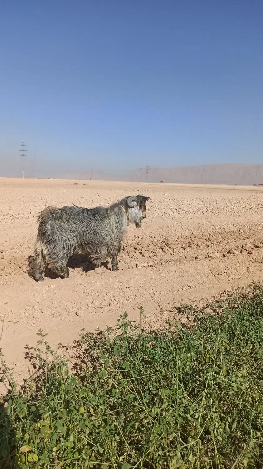 ی بزغاله تخمی|حیوانات مزرعه|مبارکه, |دیوار