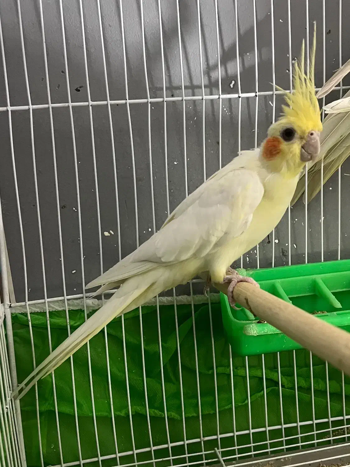 یکجفت طوطی عروس مولد|پرنده|بهشهر, |دیوار