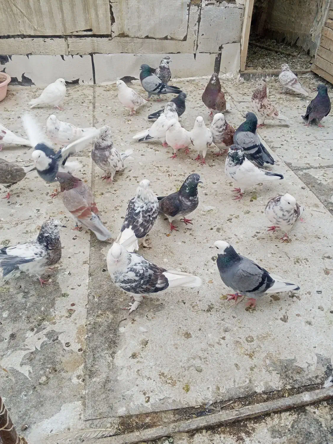 کبوتر فروشی|پرنده|پیرانشهر, |دیوار