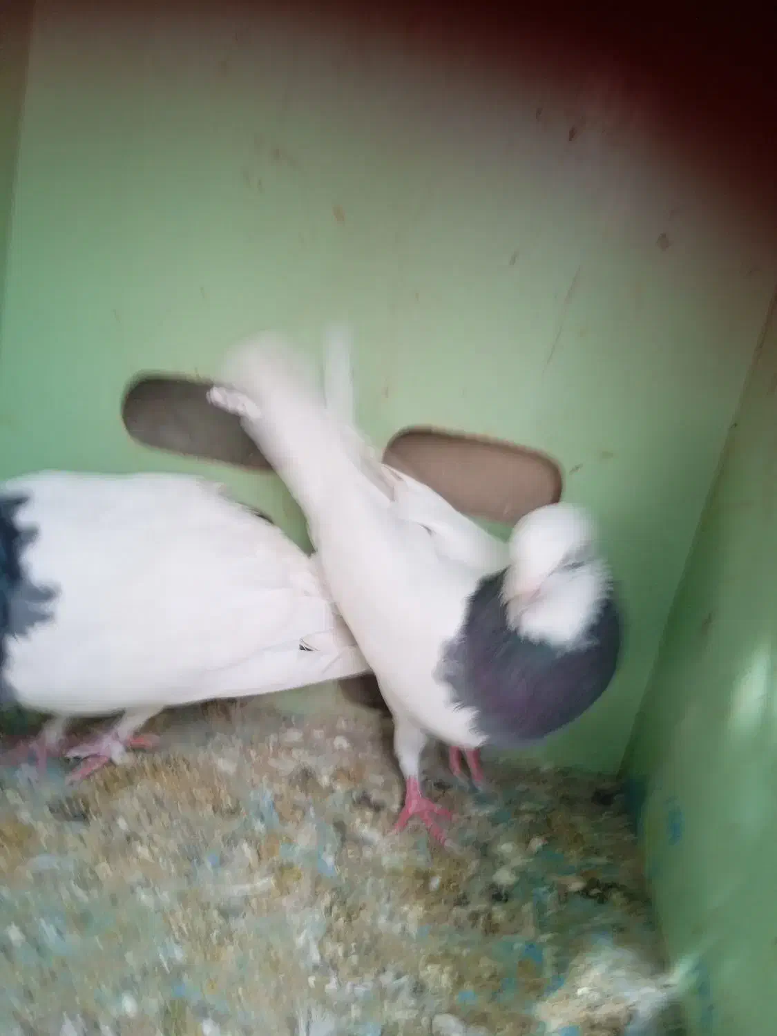 کبوترطوقی|پرنده|کازرون, |دیوار