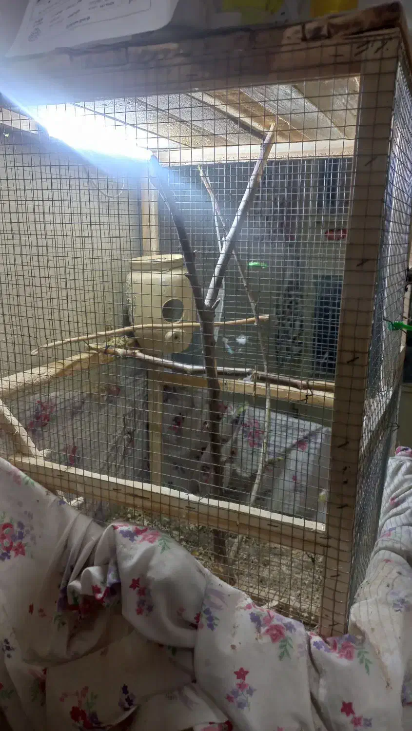 انواع قفس با سایز مختلف و وسایل  رایگان|لوازم جانبی حیوانات|شوشتر, |دیوار