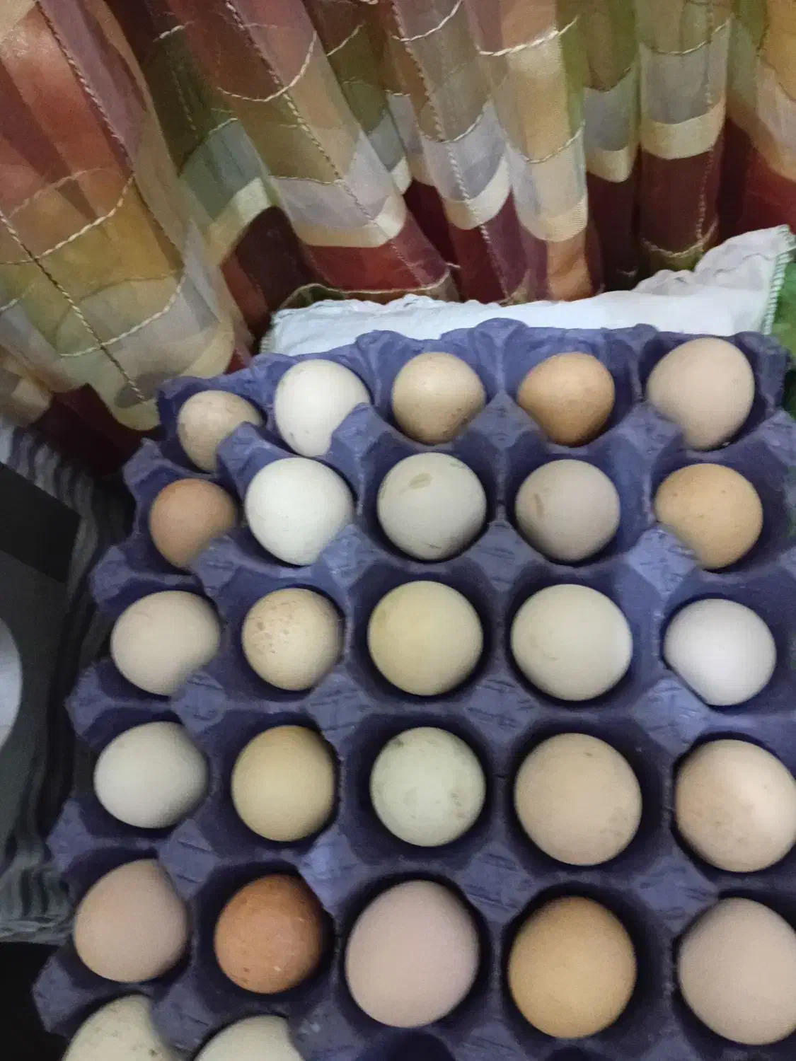 تخم مرغ نطفه دار امپراطور یا برهما فروشی|حیوانات مزرعه|قائمشهر, |دیوار