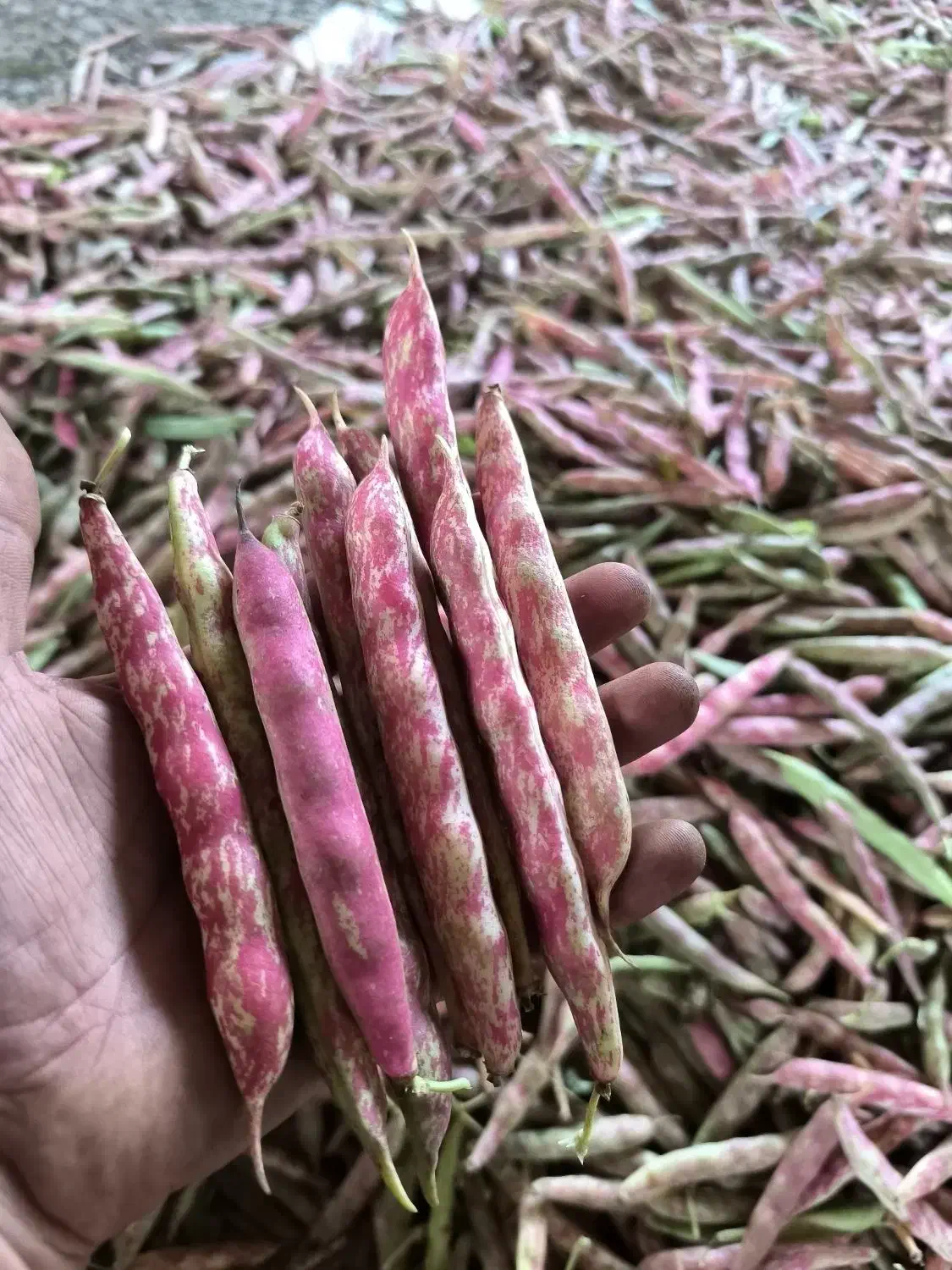 لوبیا چیتی|عمدهفروشی|صومعهسرا, |دیوار