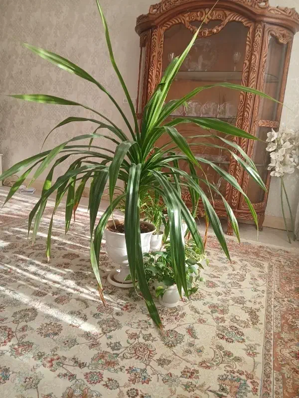 گل پاندانوس|گل و گیاه طبیعی|مشهد, نوید|دیوار