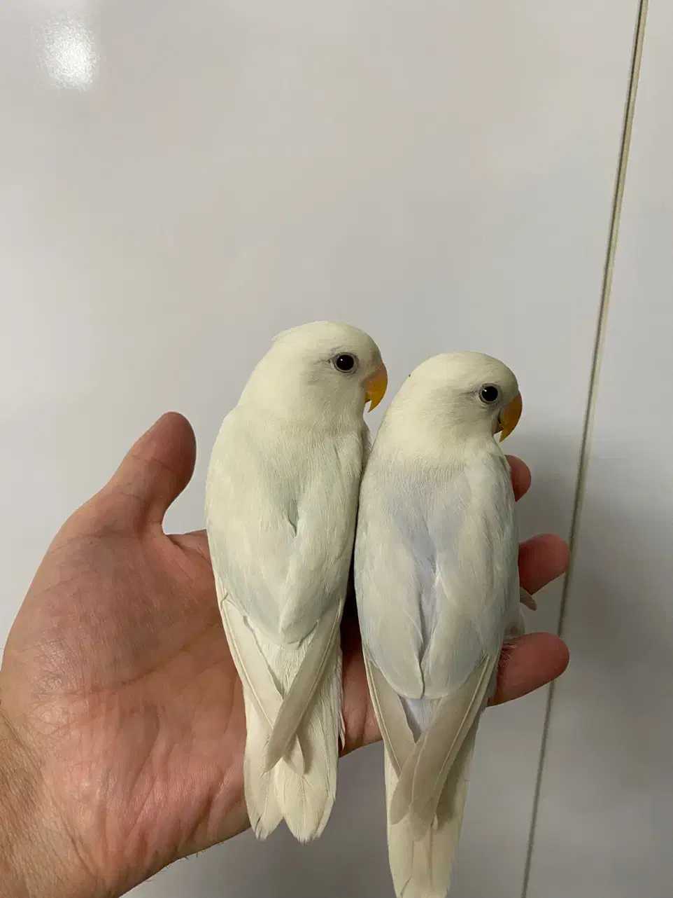 طوطی کوتوله برزیلی مارال یاسی جفت|پرنده|رشت, سعدی (تختی)|دیوار