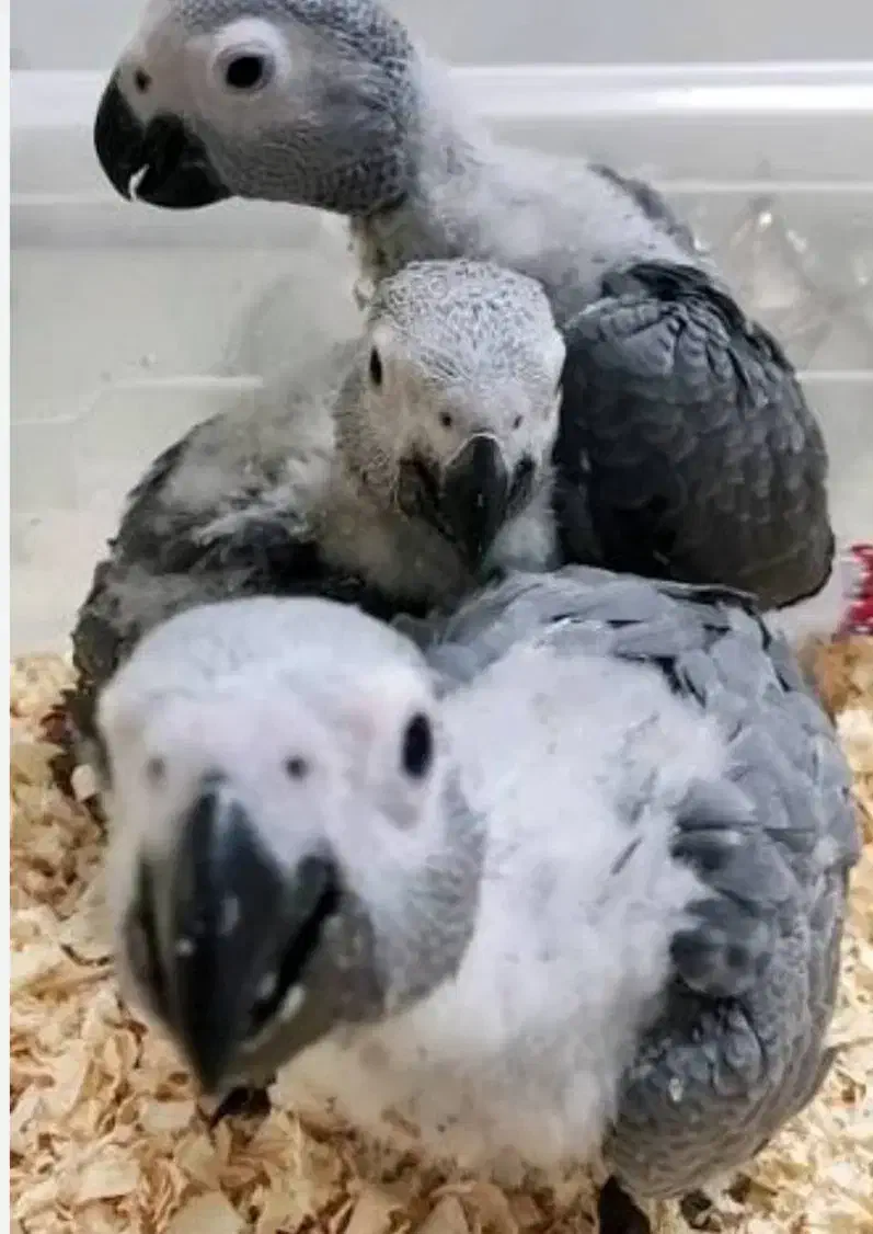 فوری حراج فروش جوجه پرندگان خانگی (انواع طوطی)|پرنده|ری, علایین|دیوار