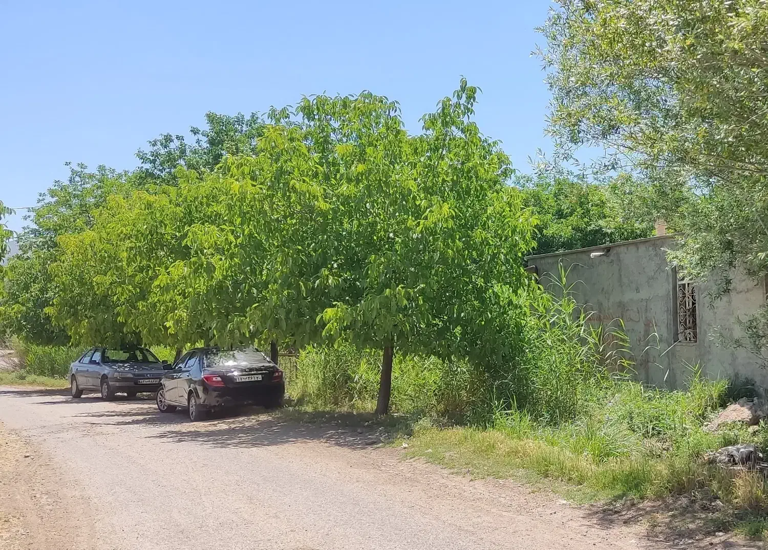 ۴۰۰۰ مترمربع گلخانه و باغ-ویلا جنب اتوبان خرم‌آباد|فروش دفتر صنعتی، کشاورزی، تجاری|الشتر, |دیوار