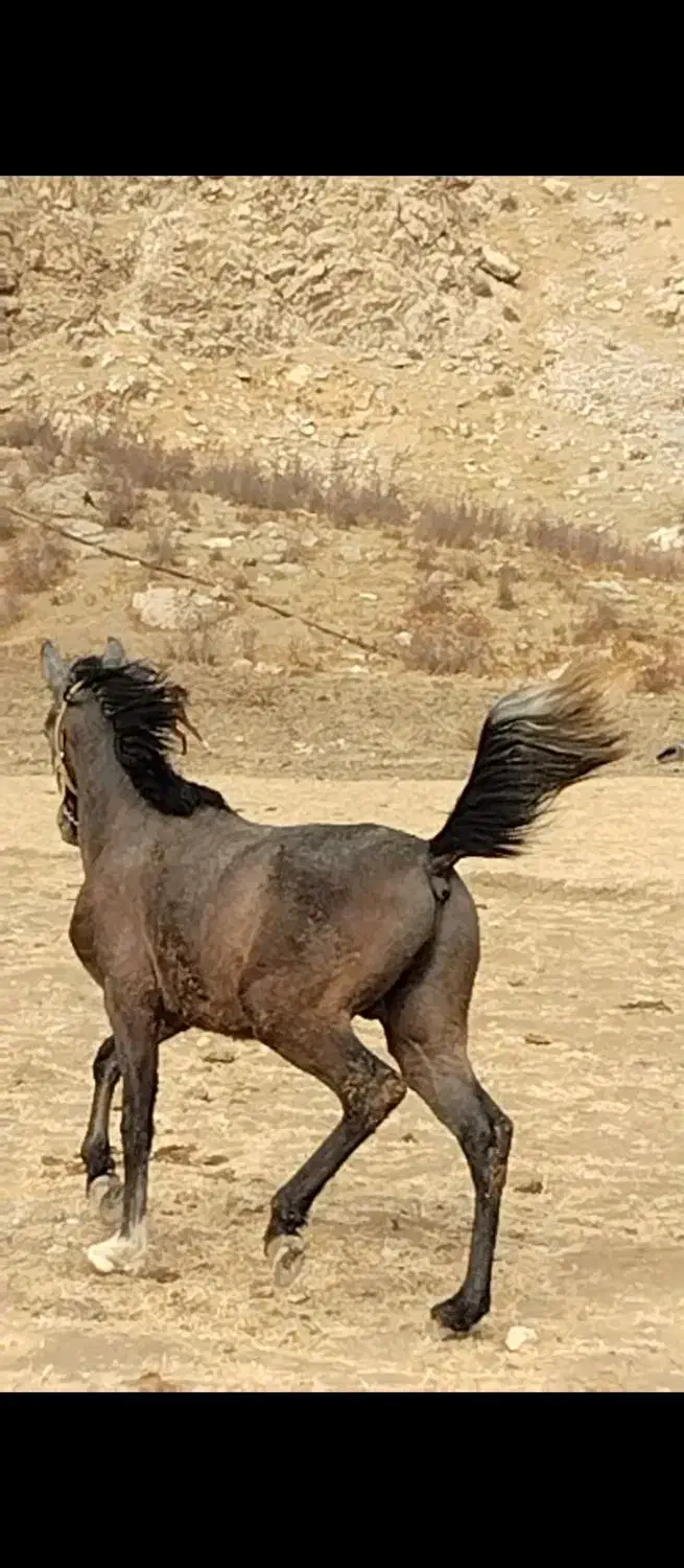 کره اسب|اسب و تجهیزات اسب‌سواری|دورود, |دیوار