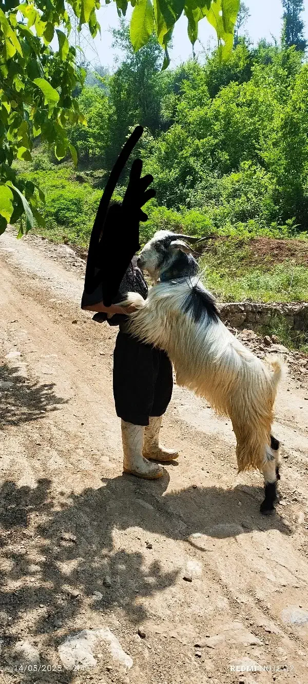 بزفروشی سرحال واسه کشتن ونگه داری|حیوانات مزرعه|علی‌آباد کتول, |دیوار