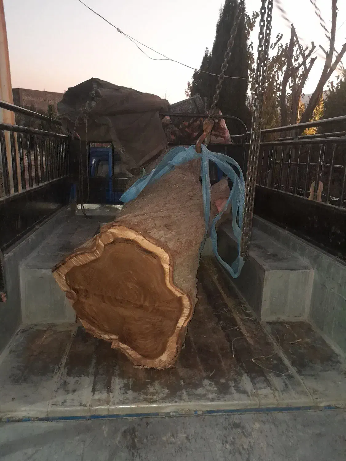 فروش چوب گردو سیاه سایز ۳۰ تا شصت خشک|عمده‌فروشی|شیراز, گویم|دیوار