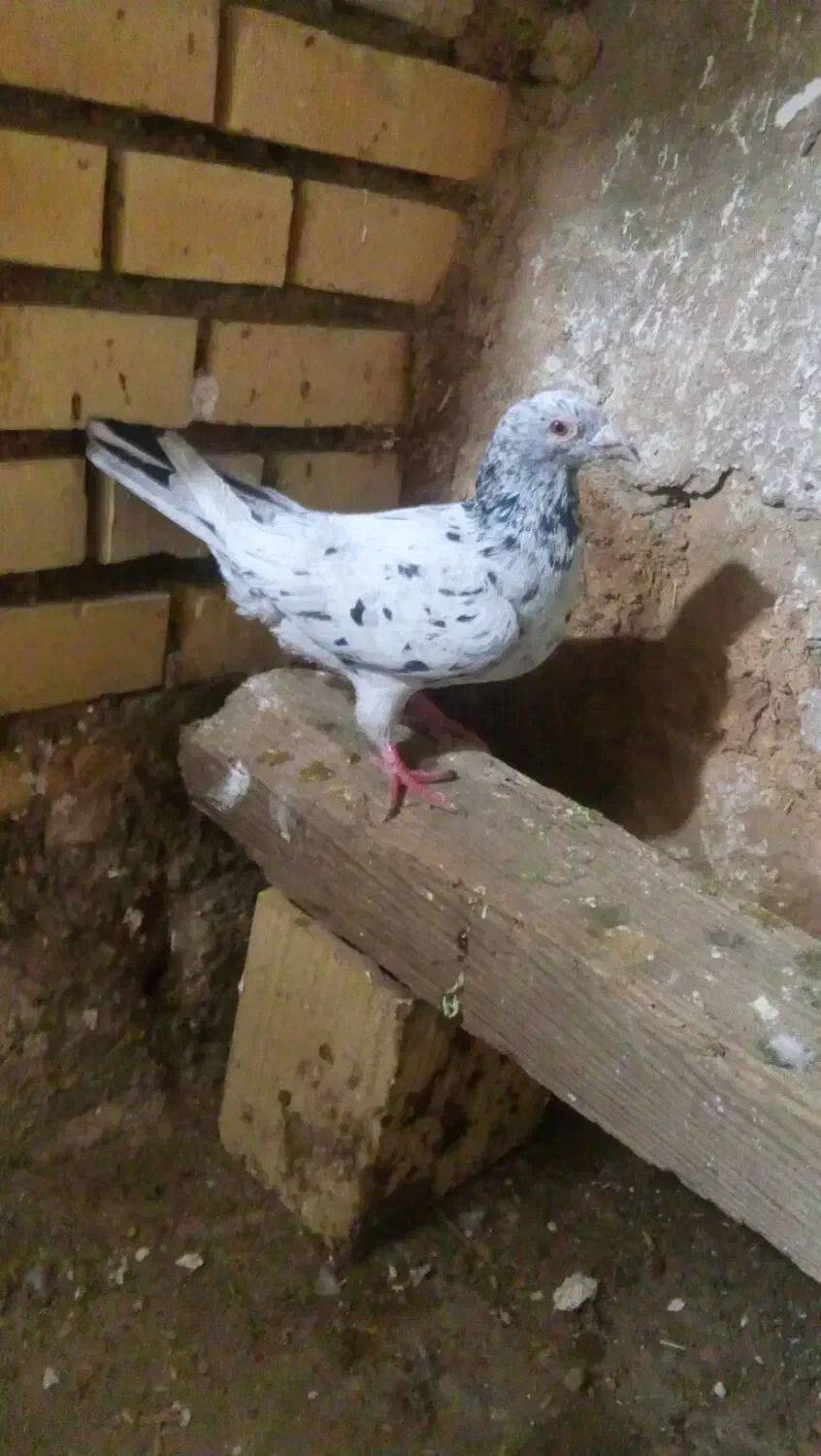 کوهی|پرنده|شوشتر, |دیوار