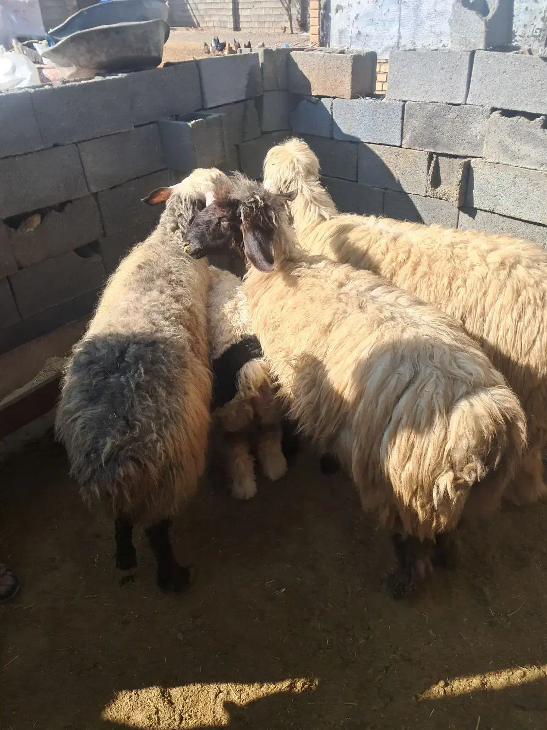 میش داشتی|حیوانات مزرعه|خانمیرزا, |دیوار