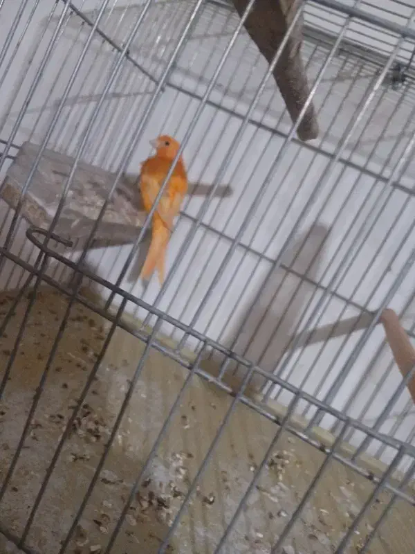 قناری نر شلاقی .|پرنده|بروجن, |دیوار