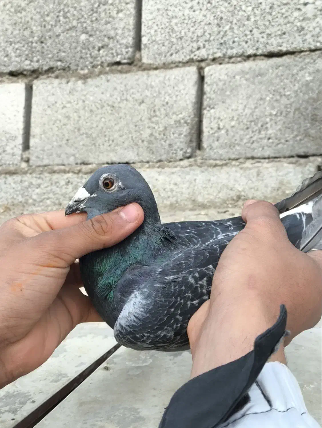 جفت المانی کار داده|پرنده|مشهد, انقلاب|دیوار