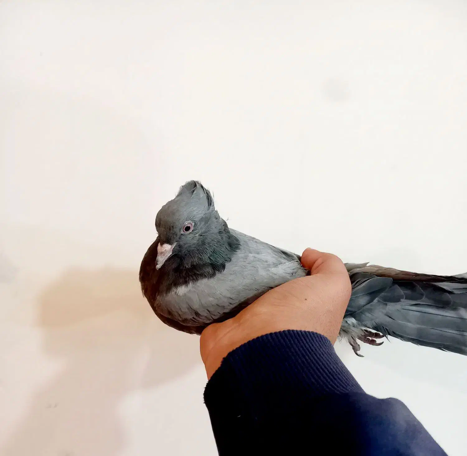 کبوتر سبز کاکلی به شرط|پرنده|شهرکرد, |دیوار