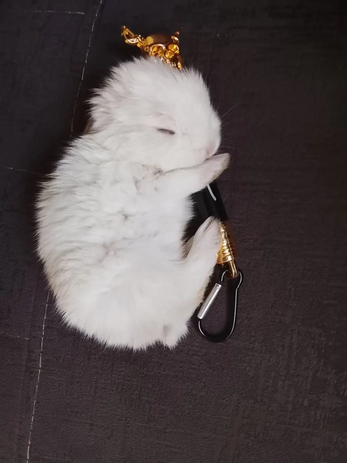 خرگوش بانمک|موش و خرگوش|مشهد, مصطفی خمینی|دیوار