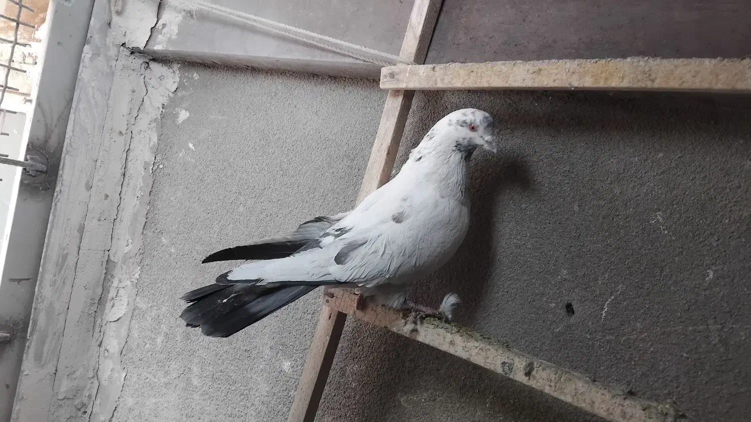 کبوتر|پرنده|کرمانشاه, |دیوار