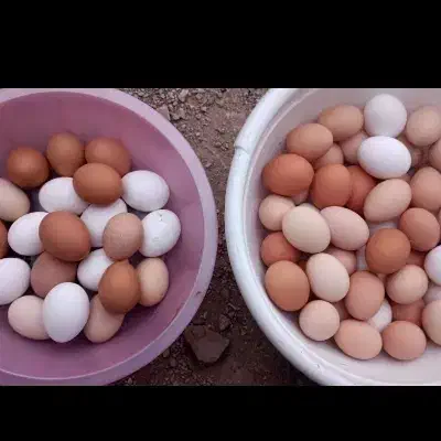 تخم مرغ رسمی|خوردنی و آشامیدنی|ساوه, |دیوار