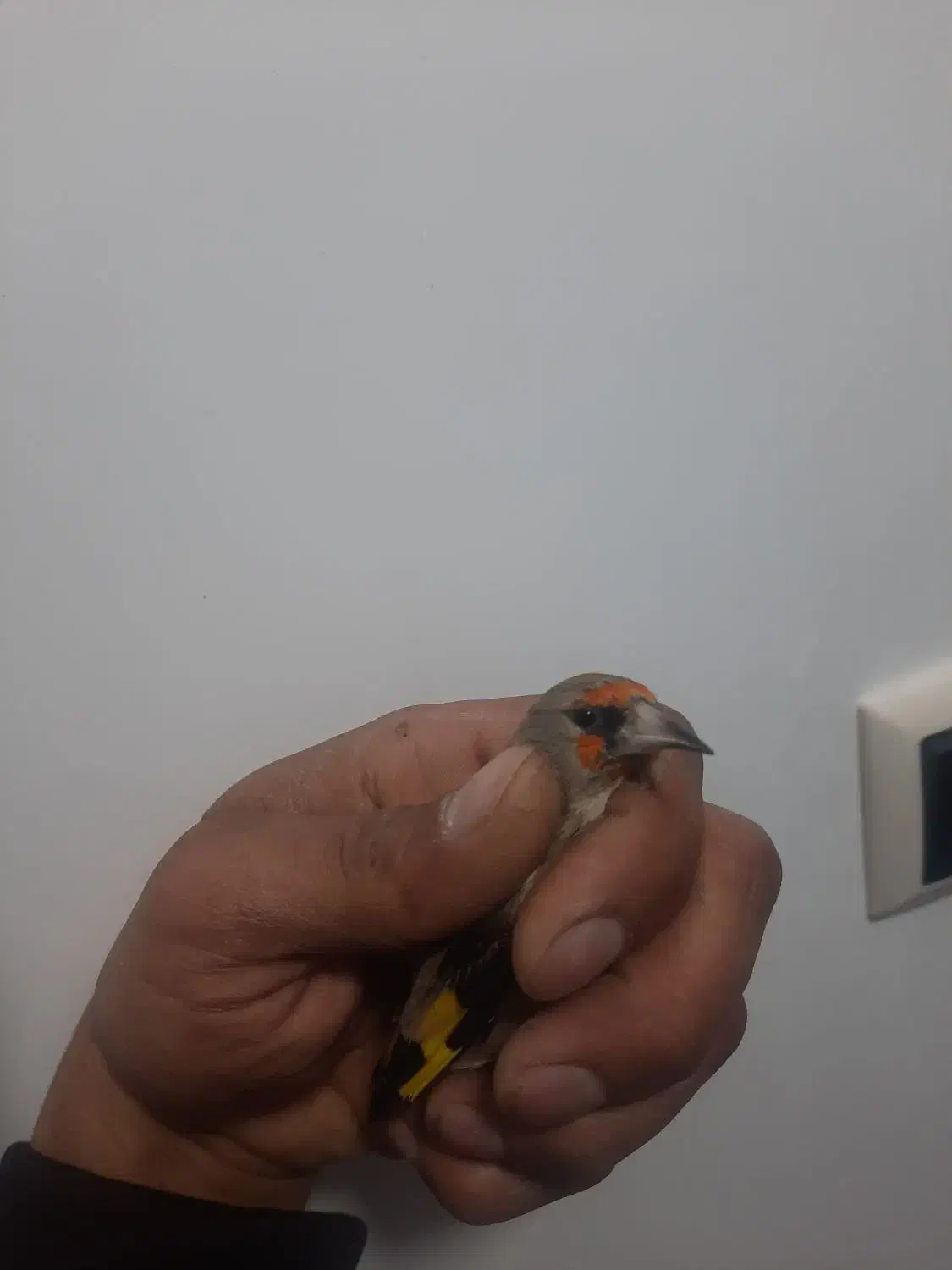 سهره سقا گلبسر|پرنده|کرمان, |دیوار