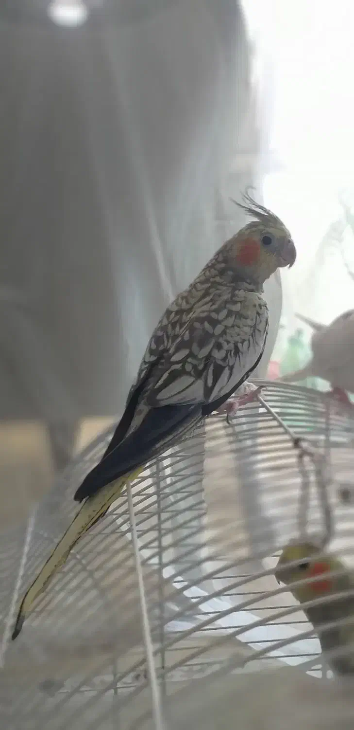 عروس هلندی  گلباقالی|پرنده|رشت, شهرک شهید رجایی|دیوار