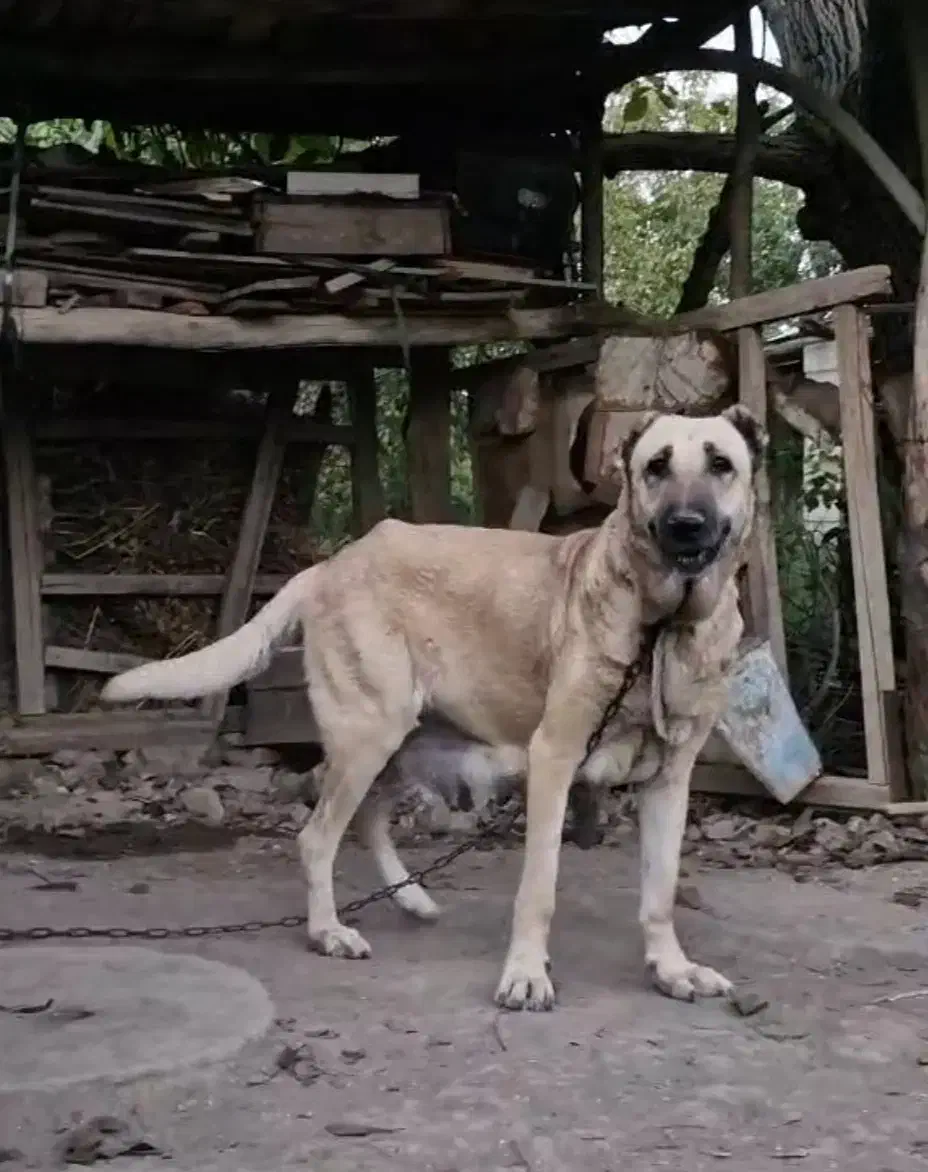 ماده سرابی اصیل|سگ|عجب شیر, |دیوار