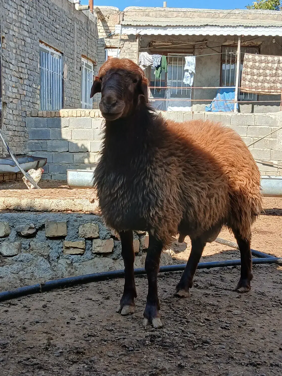 قوچ همو بره شیشک همو|حیوانات مزرعه|قوچان, |دیوار