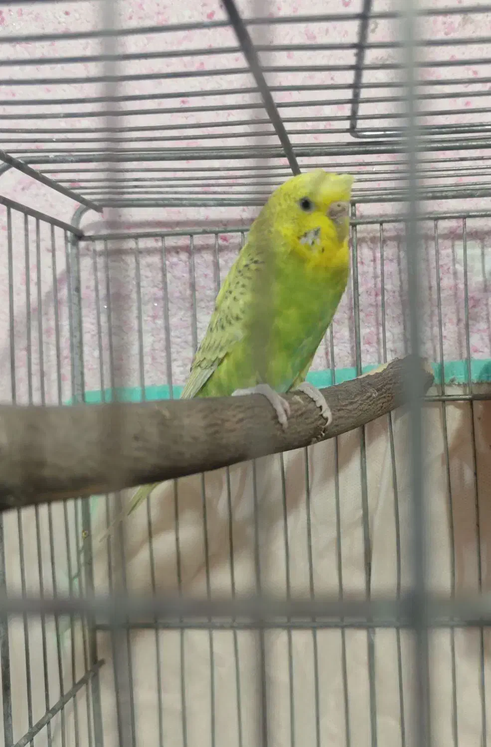 مرغ عشق اسپنگل|پرنده|فسا, |دیوار