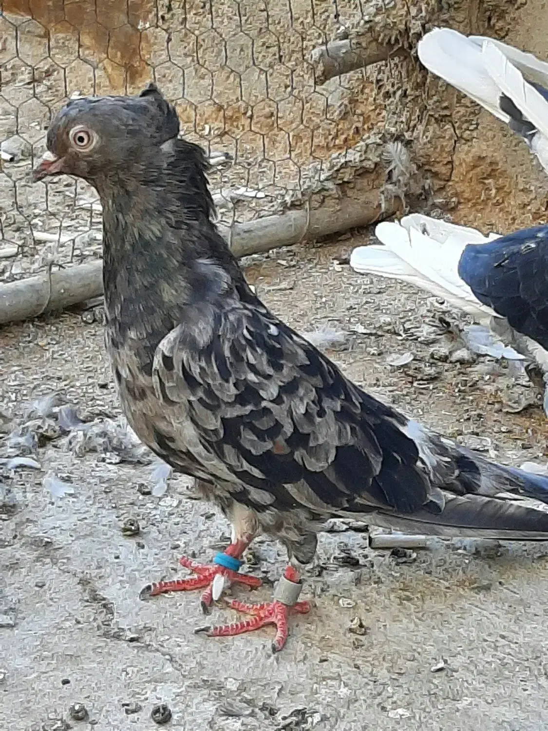 کفتر پرشی و رنگی|پرنده|قم, شاه ابراهیم|دیوار