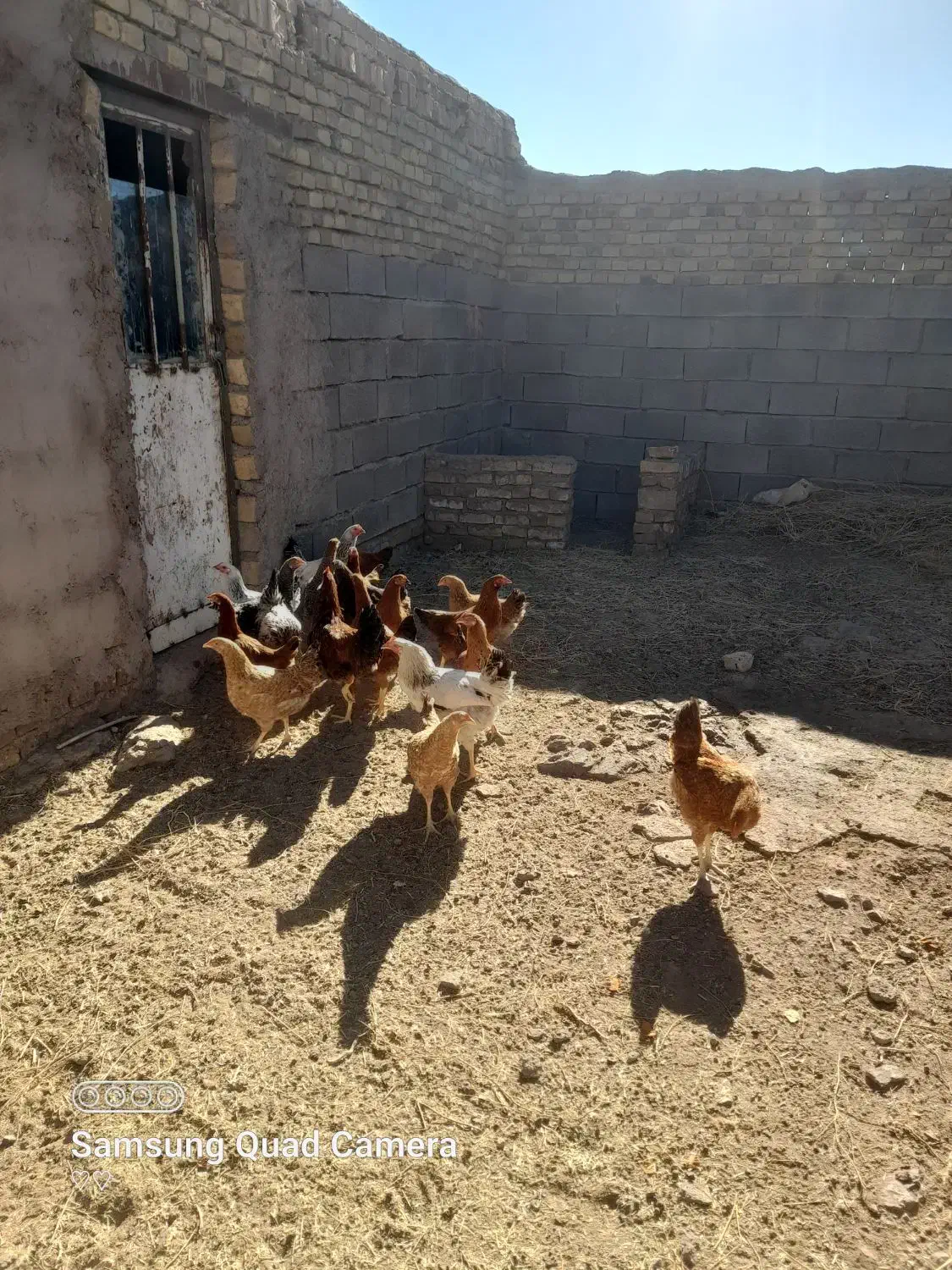 مرغ و خروس ۱۰ ماهه|حیوانات مزرعه|سبزوار, قصبه شرقی|دیوار