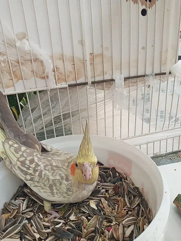 عروس هلندی نرو ماده مولد با ۲ جوجه|پرنده|ساری, |دیوار