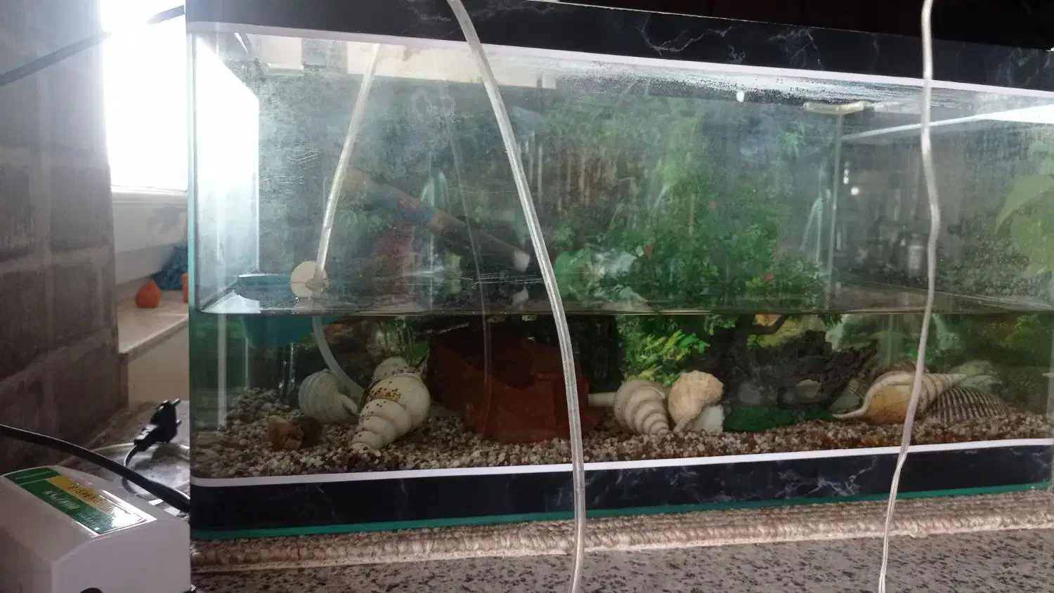 آکواریوم|ماهی|زنجان, |دیوار