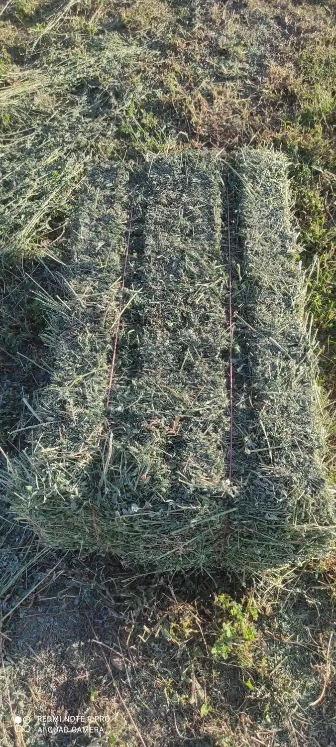 یونجه|لوازم جانبی حیوانات|خرم‌آباد, |دیوار