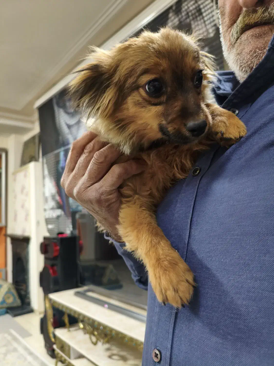 سگپامری توله|سگ|کرج, شهرک جهاننما|دیوار