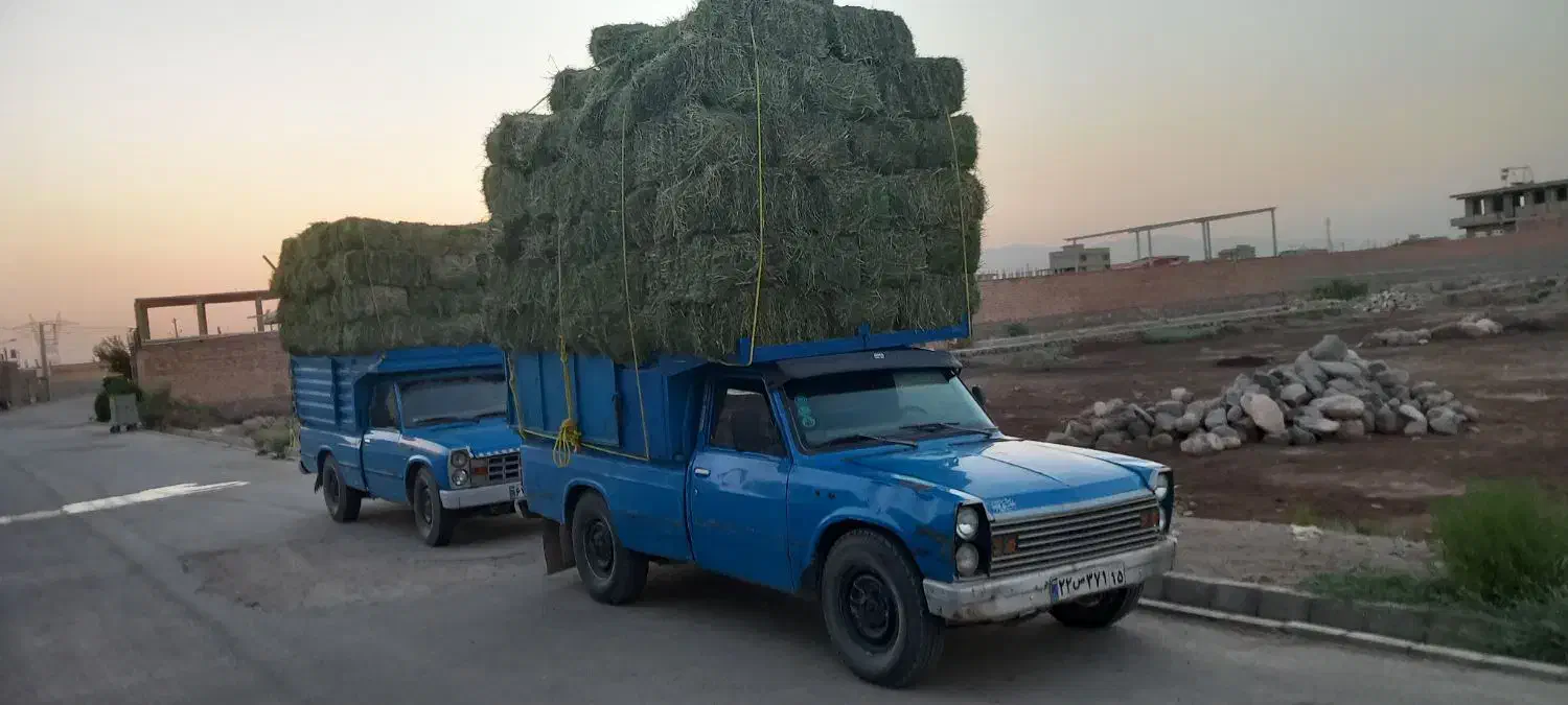 خرید و فروش گاو و گوساله|حیوانات مزرعه|تبریز, |دیوار