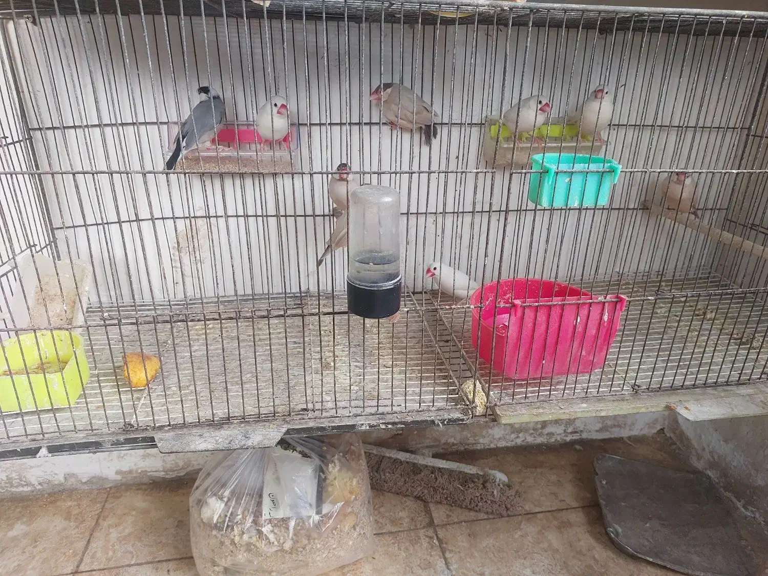 فنج نرگسی باتماس بگیرید|پرنده|مشهد, نوید|دیوار