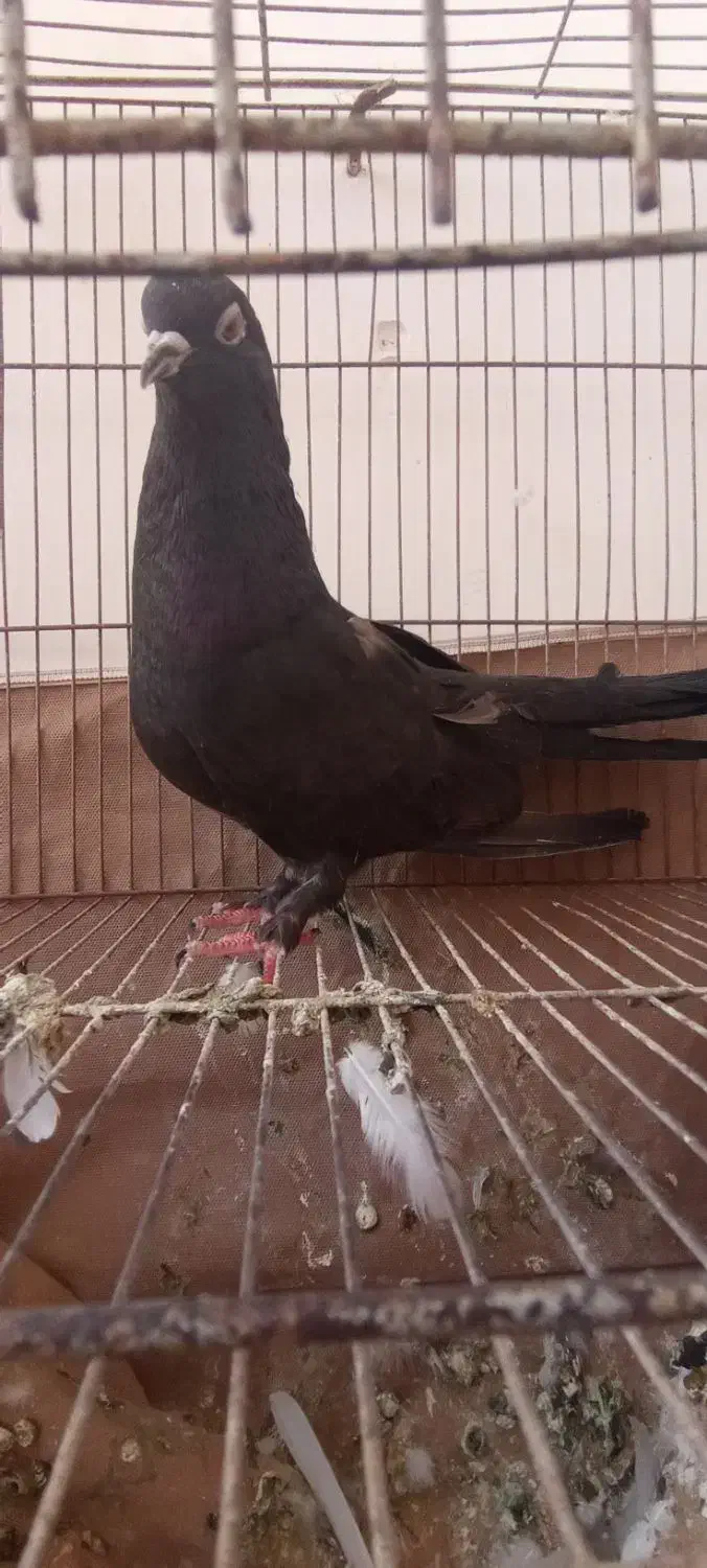 کفتر طوقی و زاغ|پرنده|اردکان, |دیوار