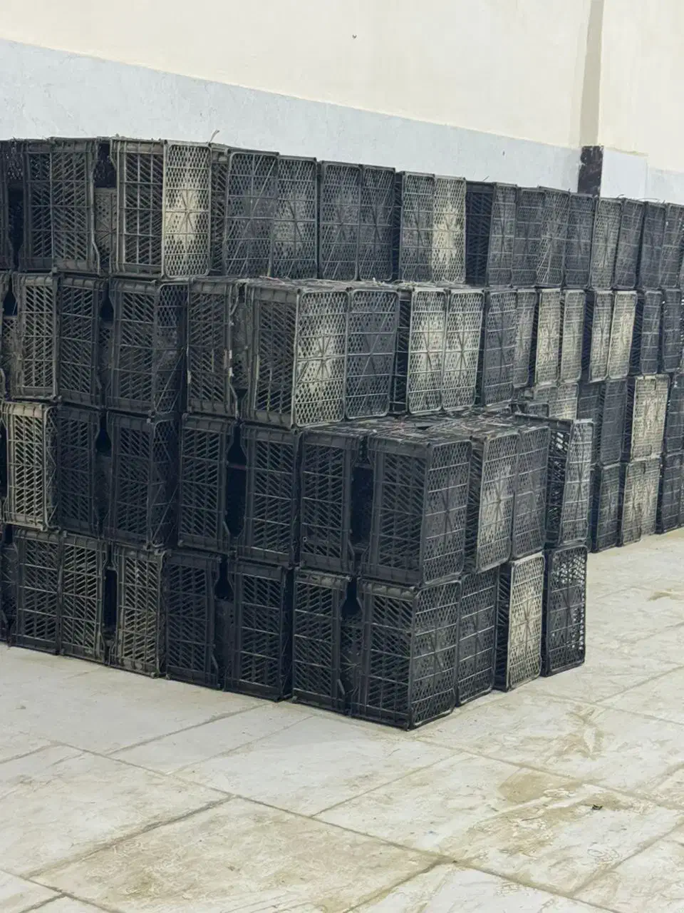 فروش سبدمیوه|ظروف نگهدارنده، پلاستیکی، یک‌بارمصرف|چابهار, |دیوار