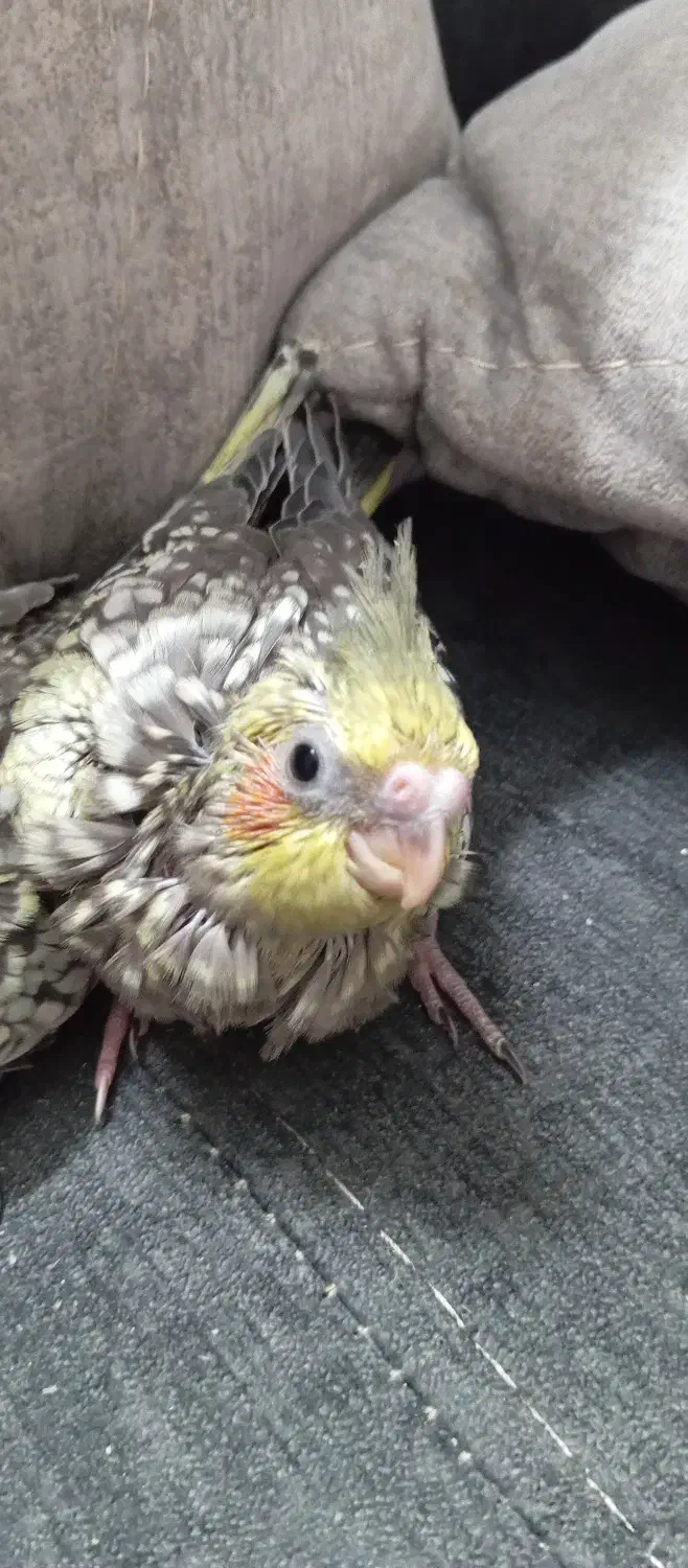 جوجه عروس هلندی|پرنده|ملارد, |دیوار