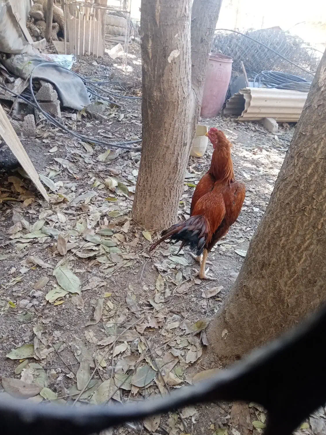 مرغ لاری خروس لاری خوب|حیوانات مزرعه|هشتگرد, هشتگرد قدیم|دیوار