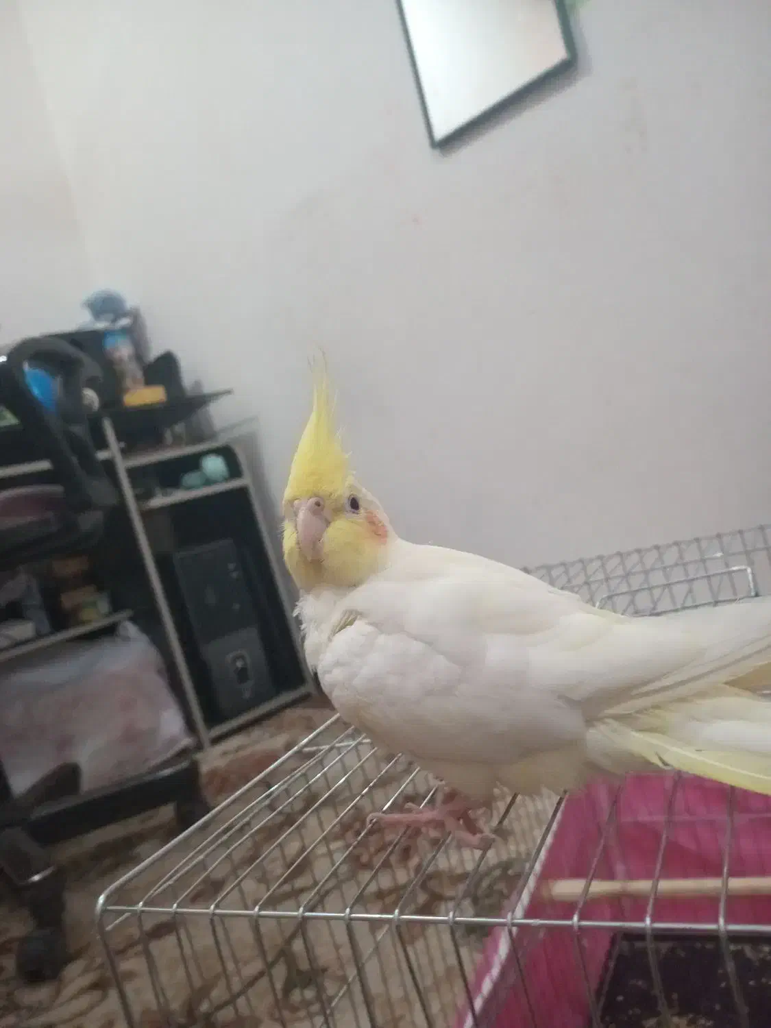 عروس هلندی|حیوانات|دزفول, |دیوار