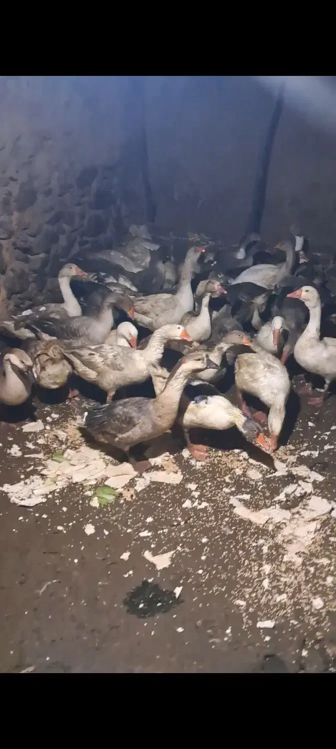 قاز محلی  40 عدد|حیوانات مزرعه|مریوان, |دیوار